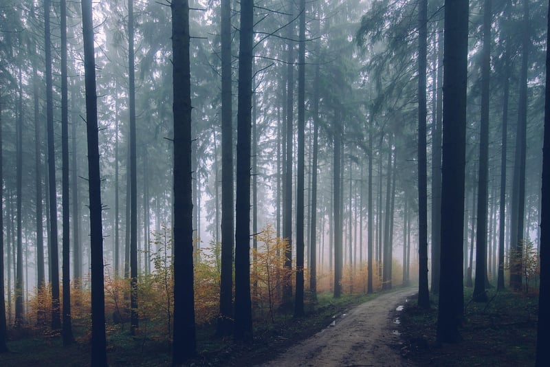 Mindful Walking in the Forest